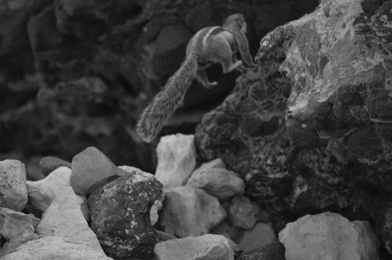 114766394111 - barbary ground squirrels fuerteventura_6.jpg