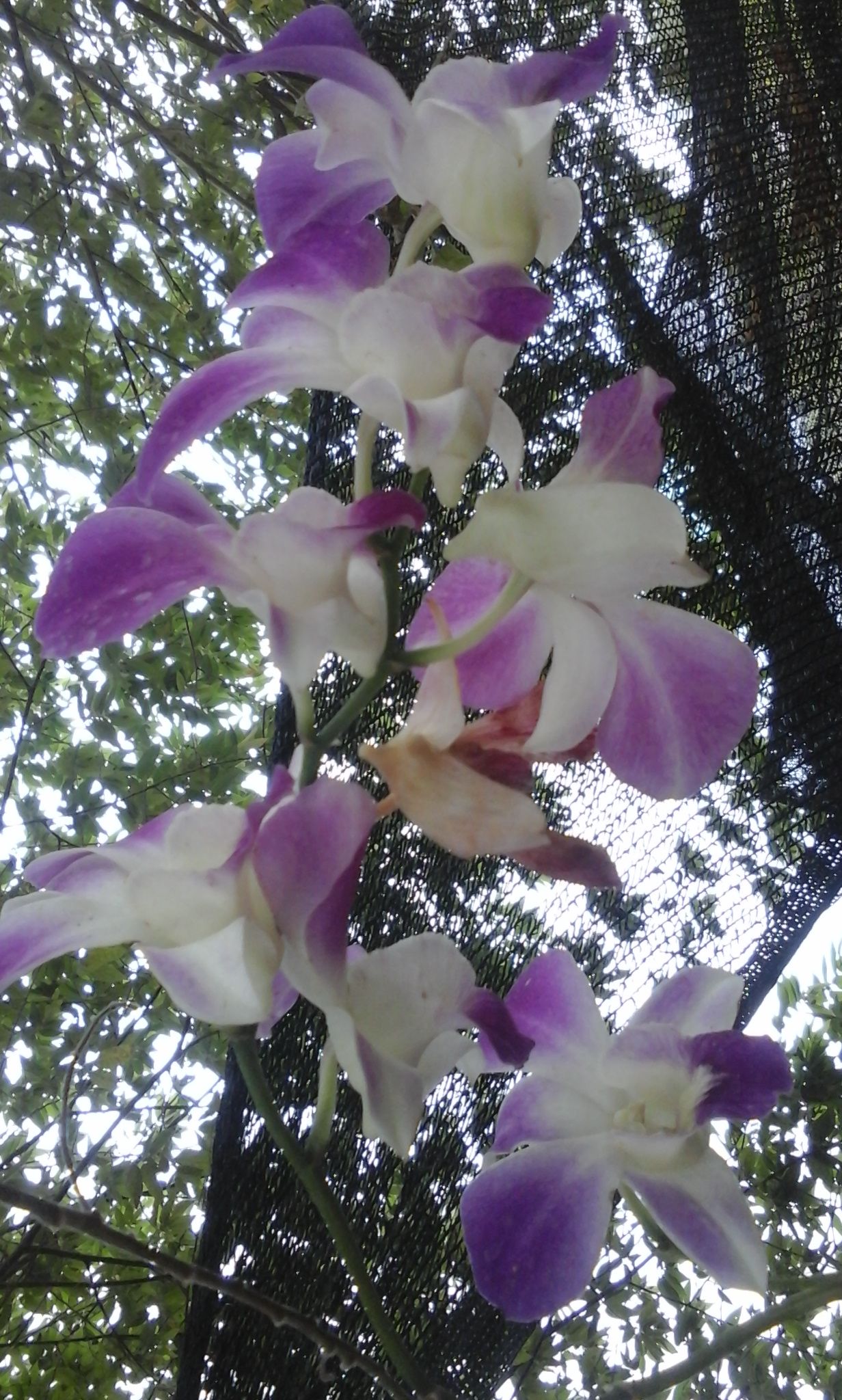 Aggrek-Orchidaceae.jpg