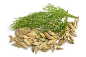 Fennel Seeds Extract.jpg