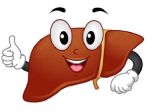 liver-300x221.png