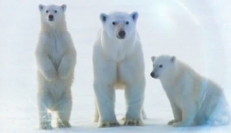 Polar-Bear-Spy-on-the-Ice-Screen6.jpg