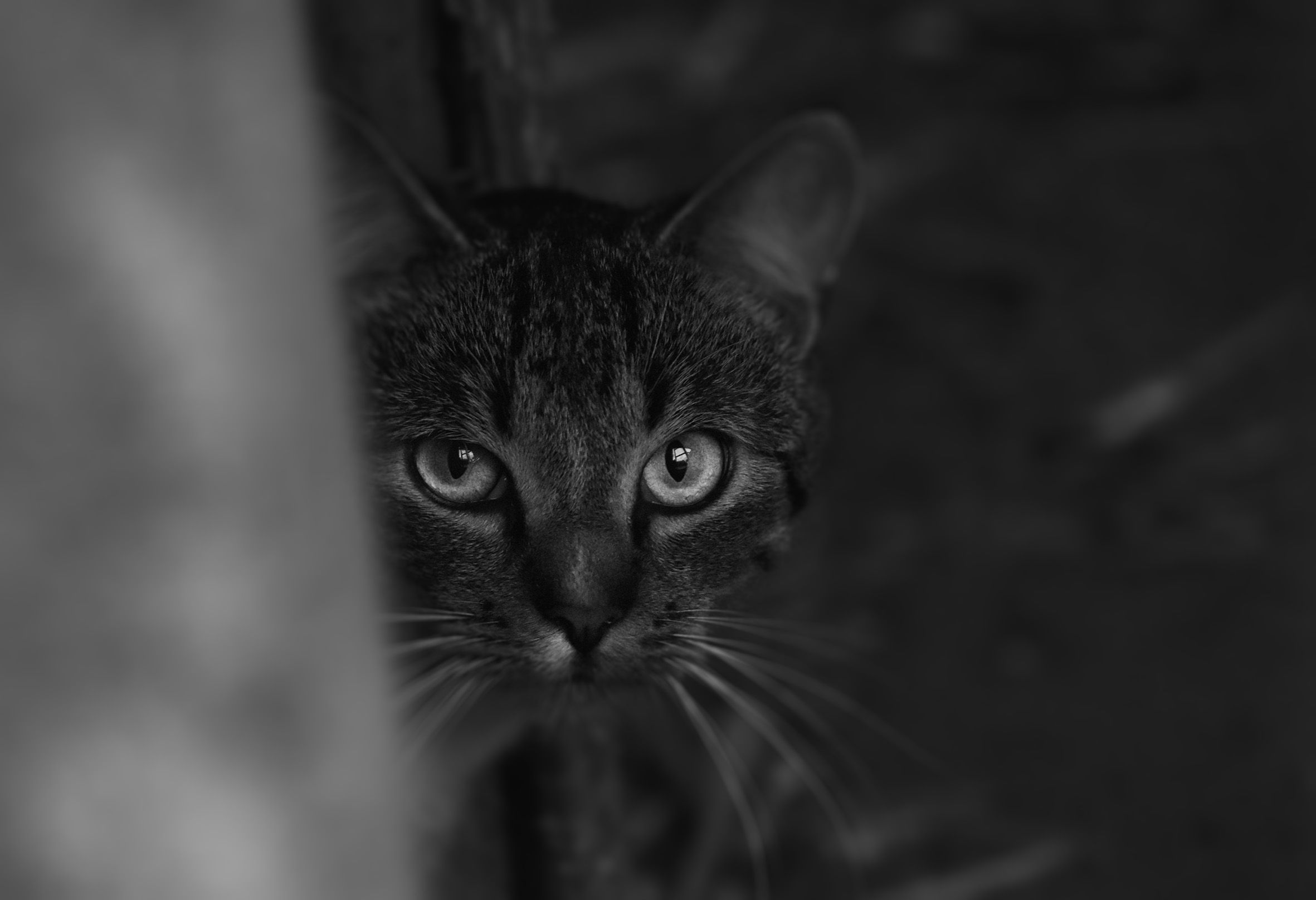 kitty tabby bw.jpg