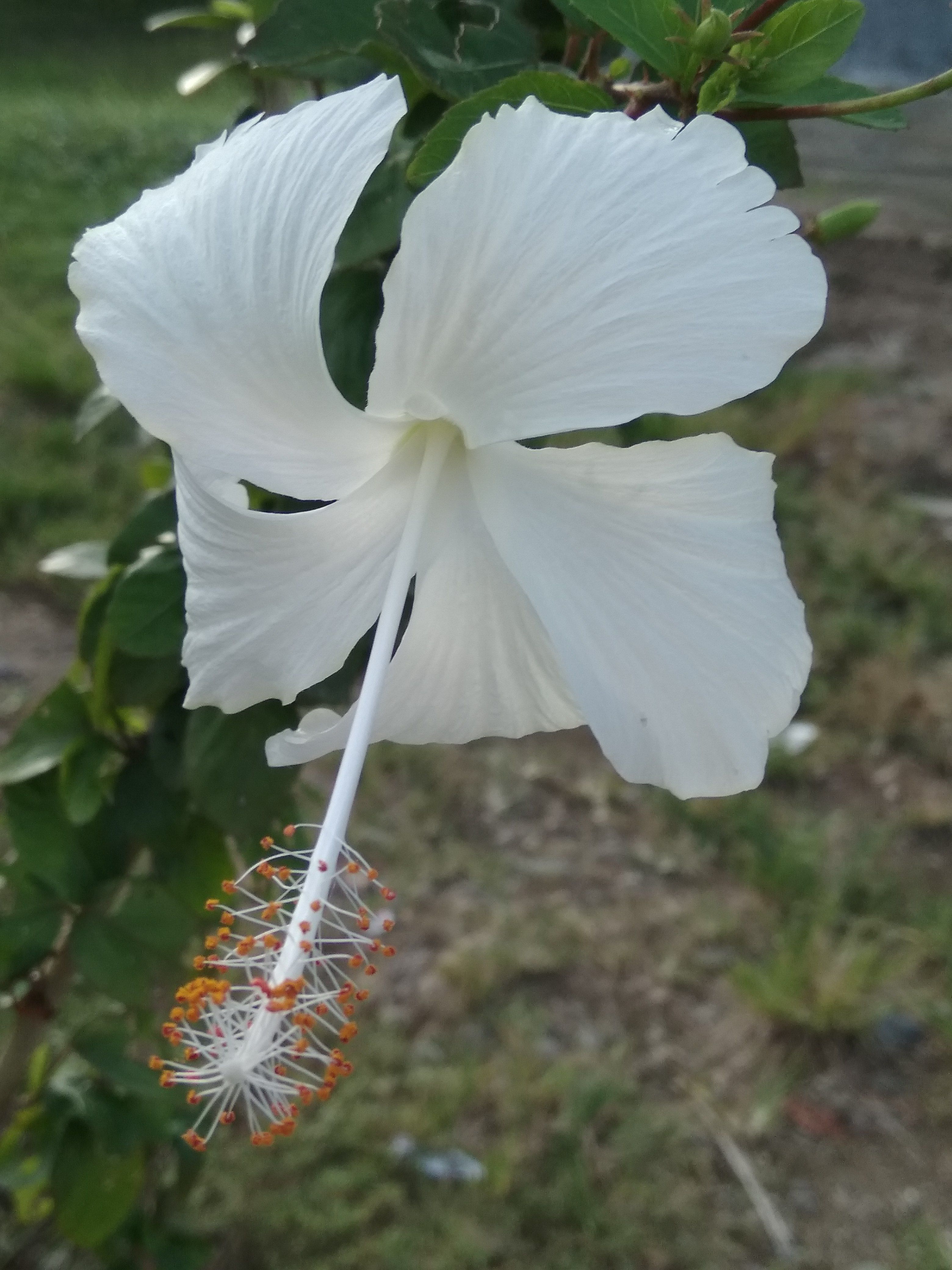 Gambar Bunga Sepatu Putih Gambar Bunga