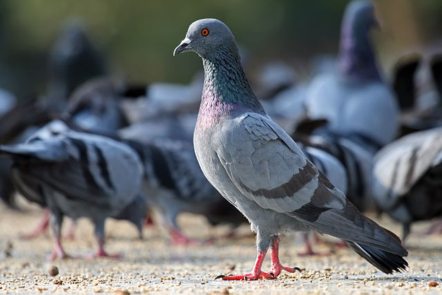 Rock_Pigeon_Columba_livia.jpg