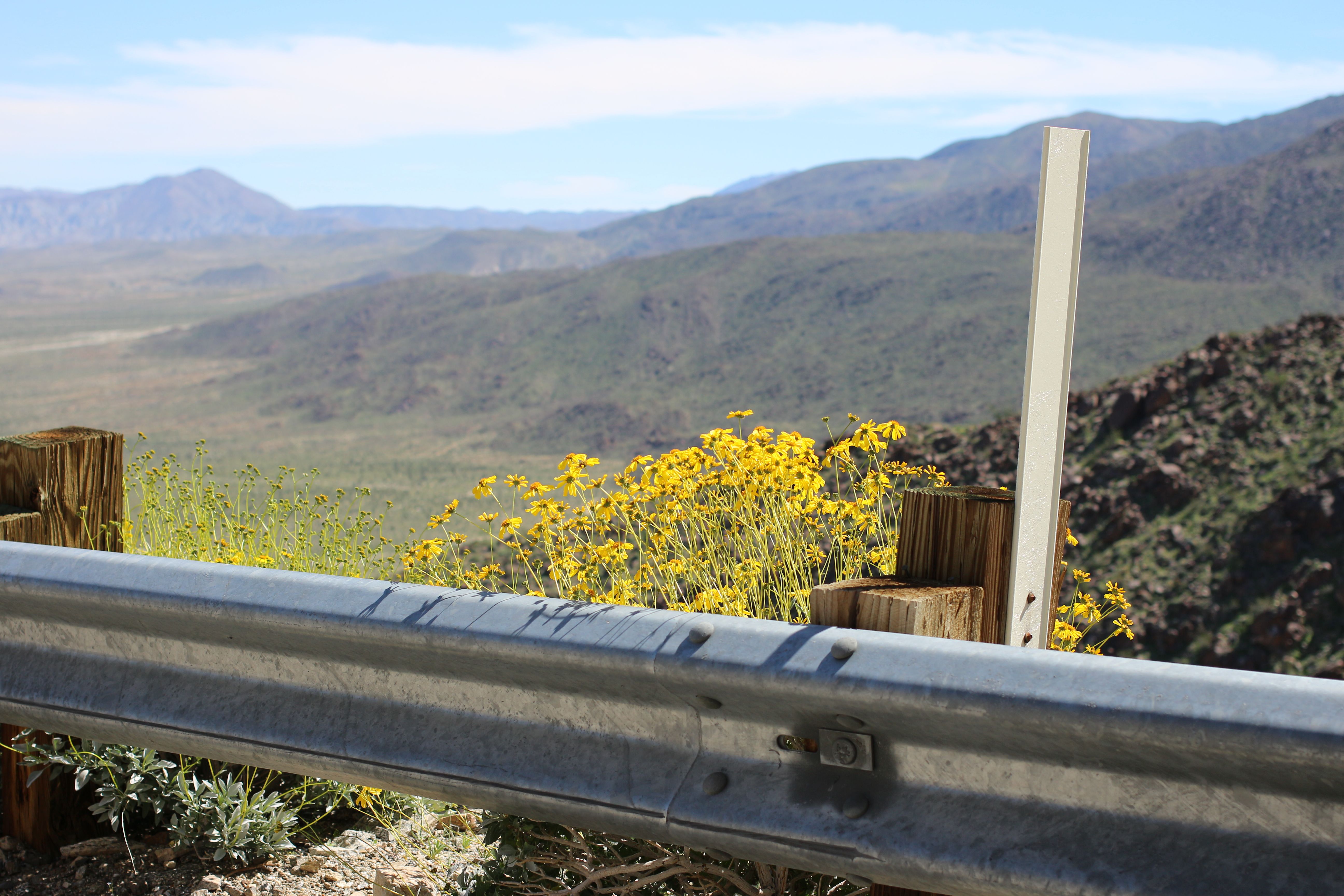 Brittle Bush