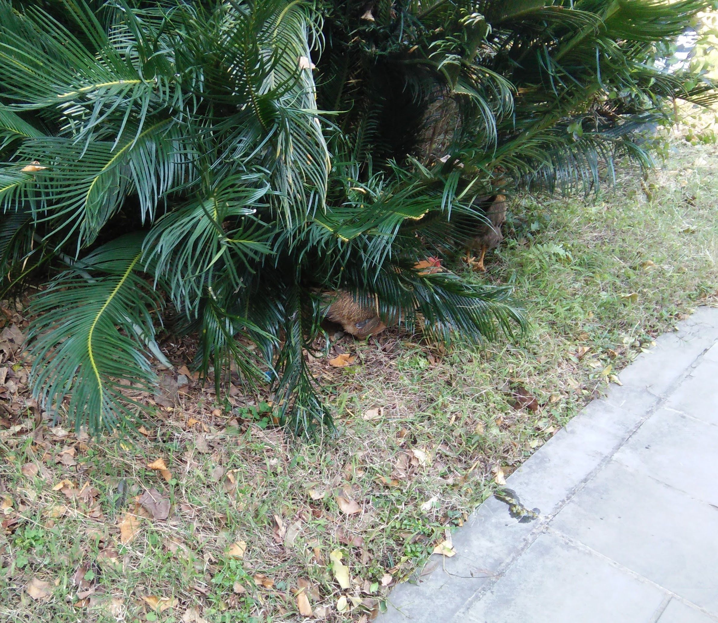 IMG20161227142423 (1).jpg