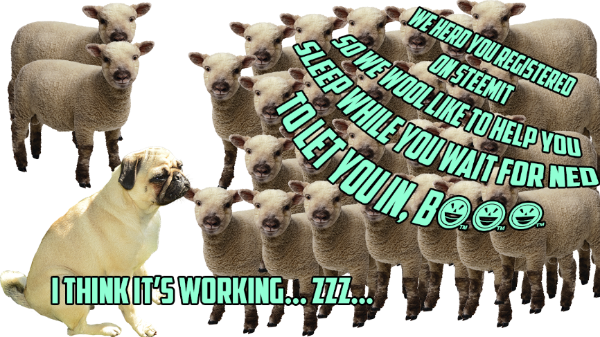 a sheep selection.png