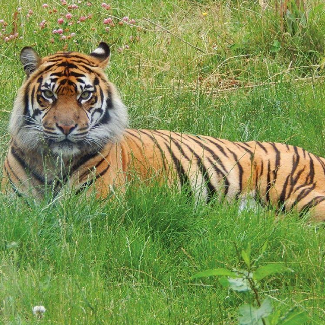 chester zoo viralcutz visit.PNG