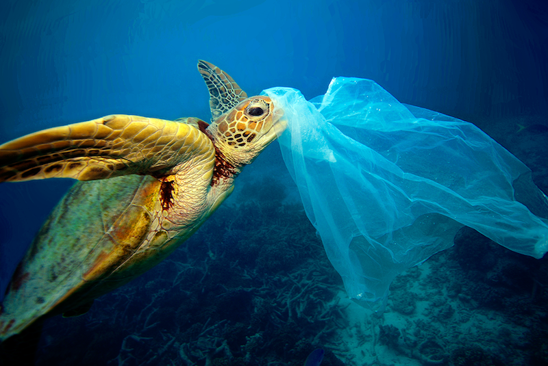 1 turtles-are-choking-on-our-plastic-trash.png