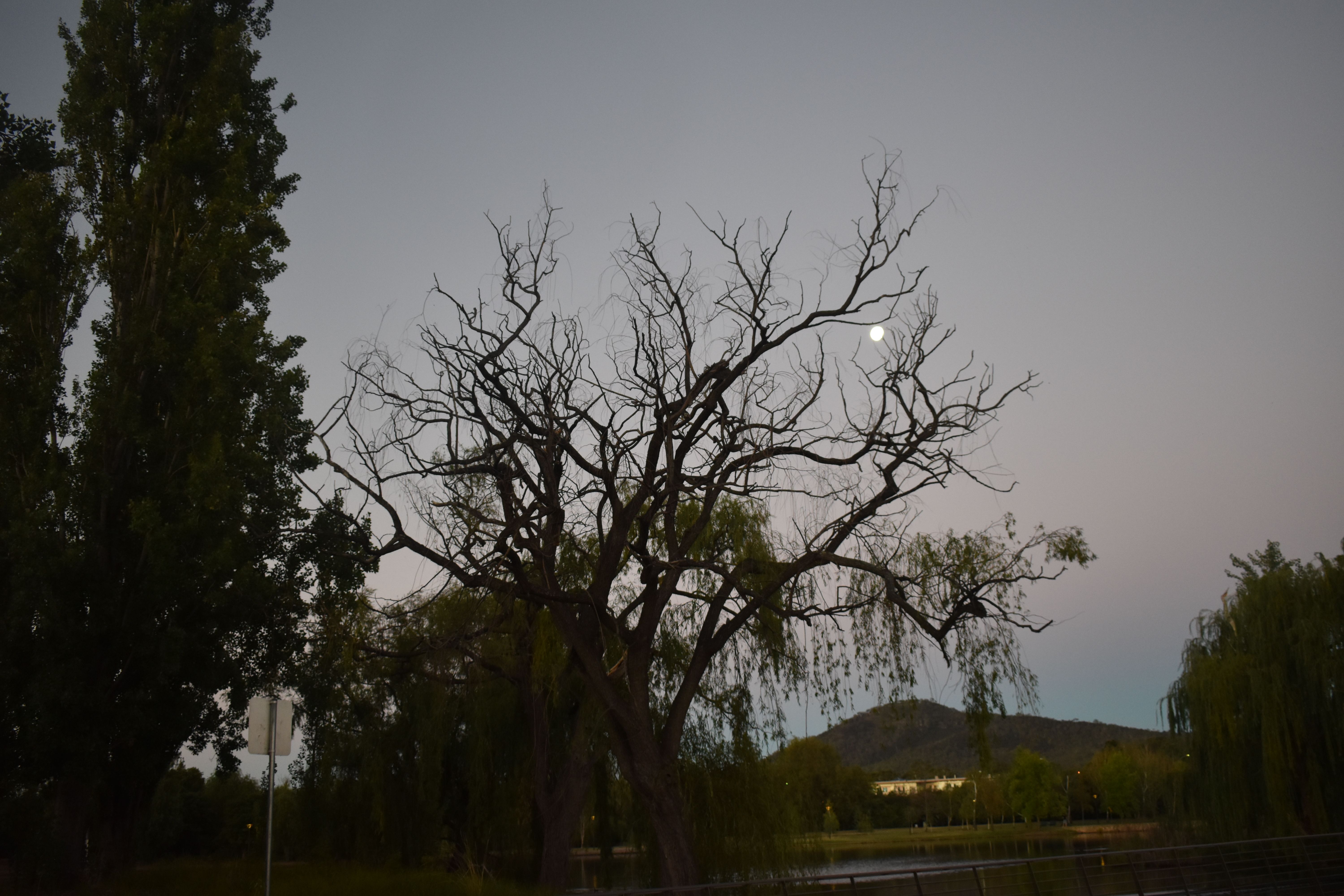 DSC_0254.JPG