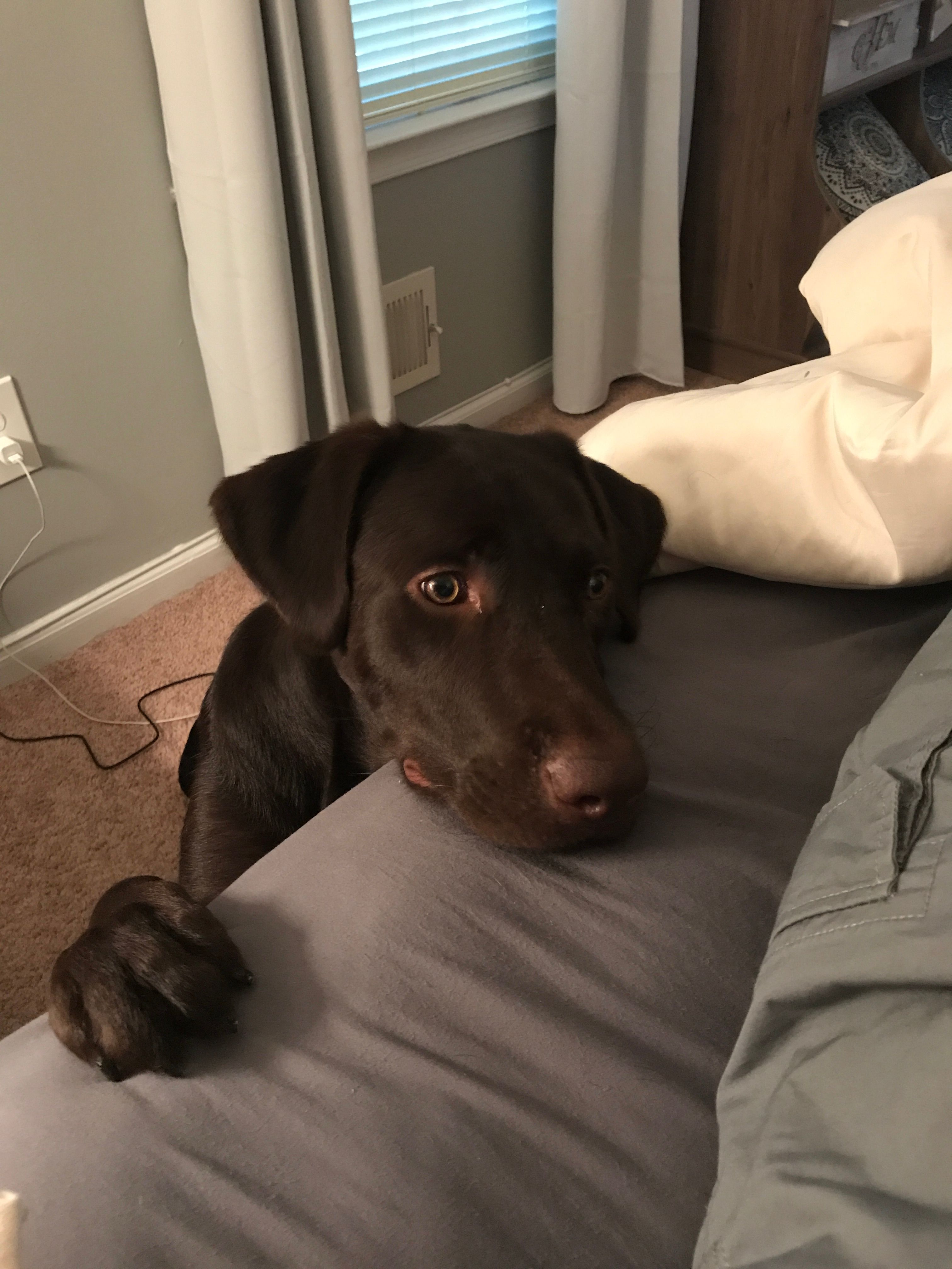 1 year 2024 old chocolate lab