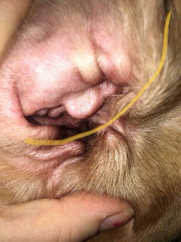 PROD-Donald-Trump-found-in-a-dogs-ear.jpg