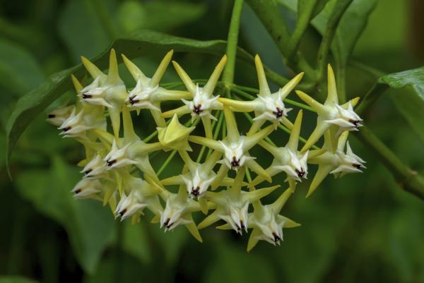 600-480127215-hoya-multiflora.jpg