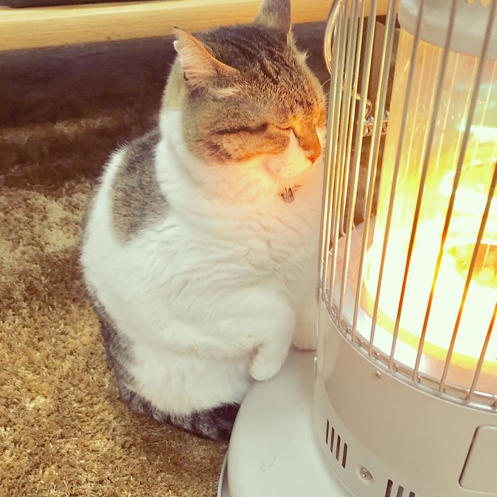 cat-heater-busao-tanryug-8-5a6aeeedc8982__700.jpg