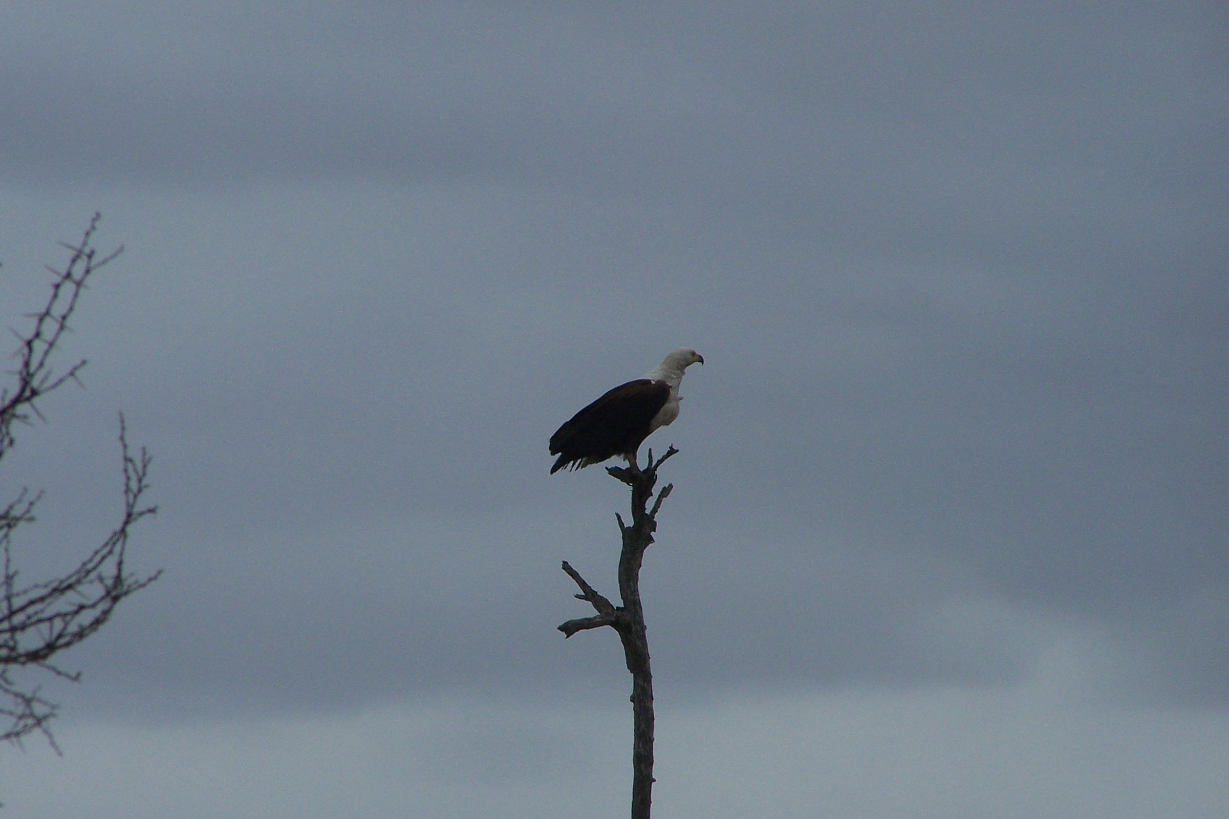 KNP Satara-Lower Sabi 2009 378.JPG