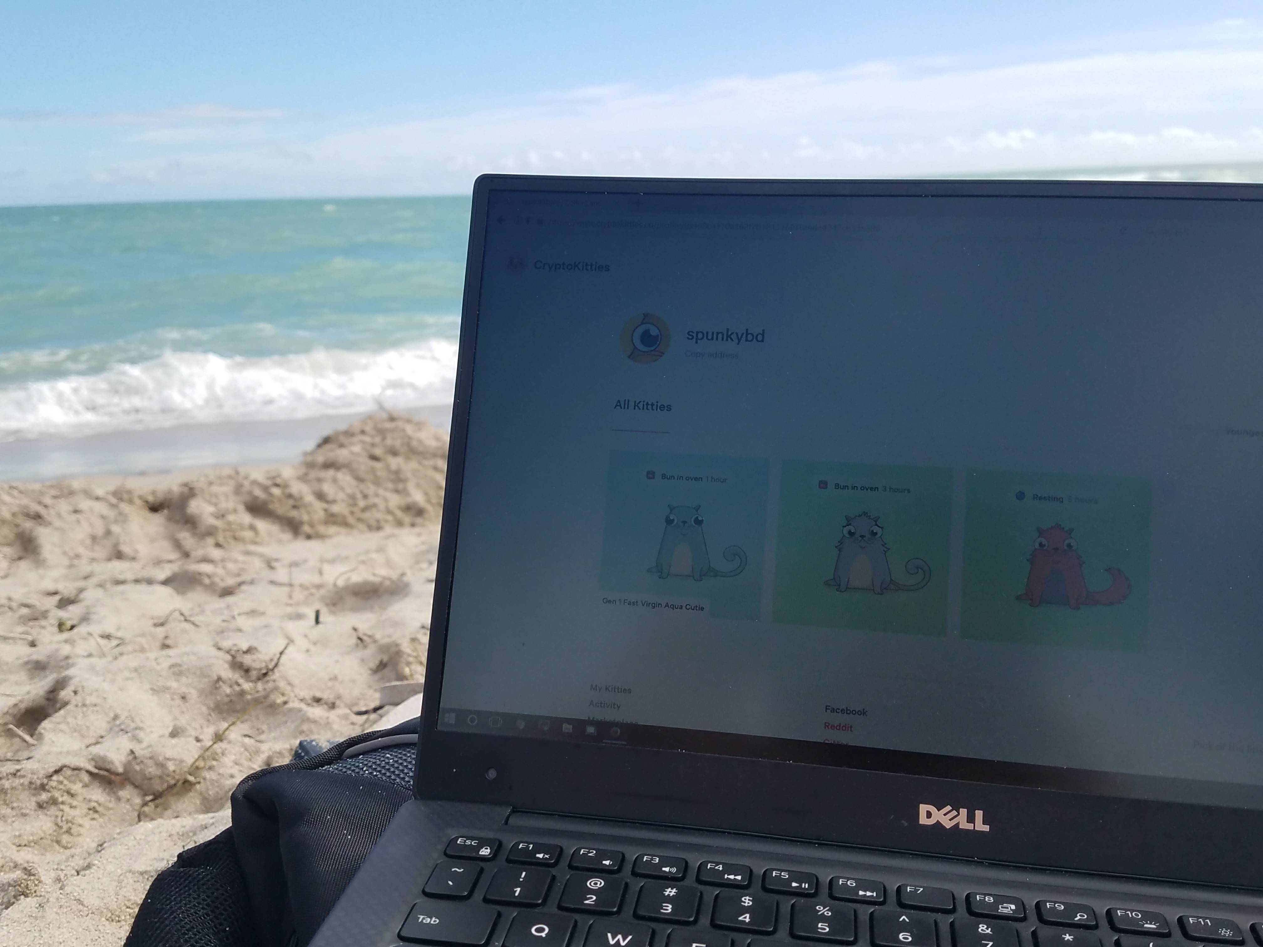 블록체인에서 고양이 키우기 — Steemit