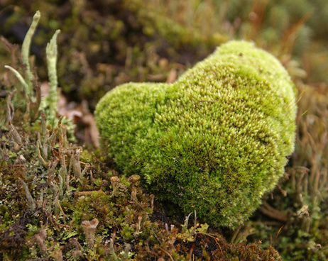 naturex27s_heart_513522.jpg