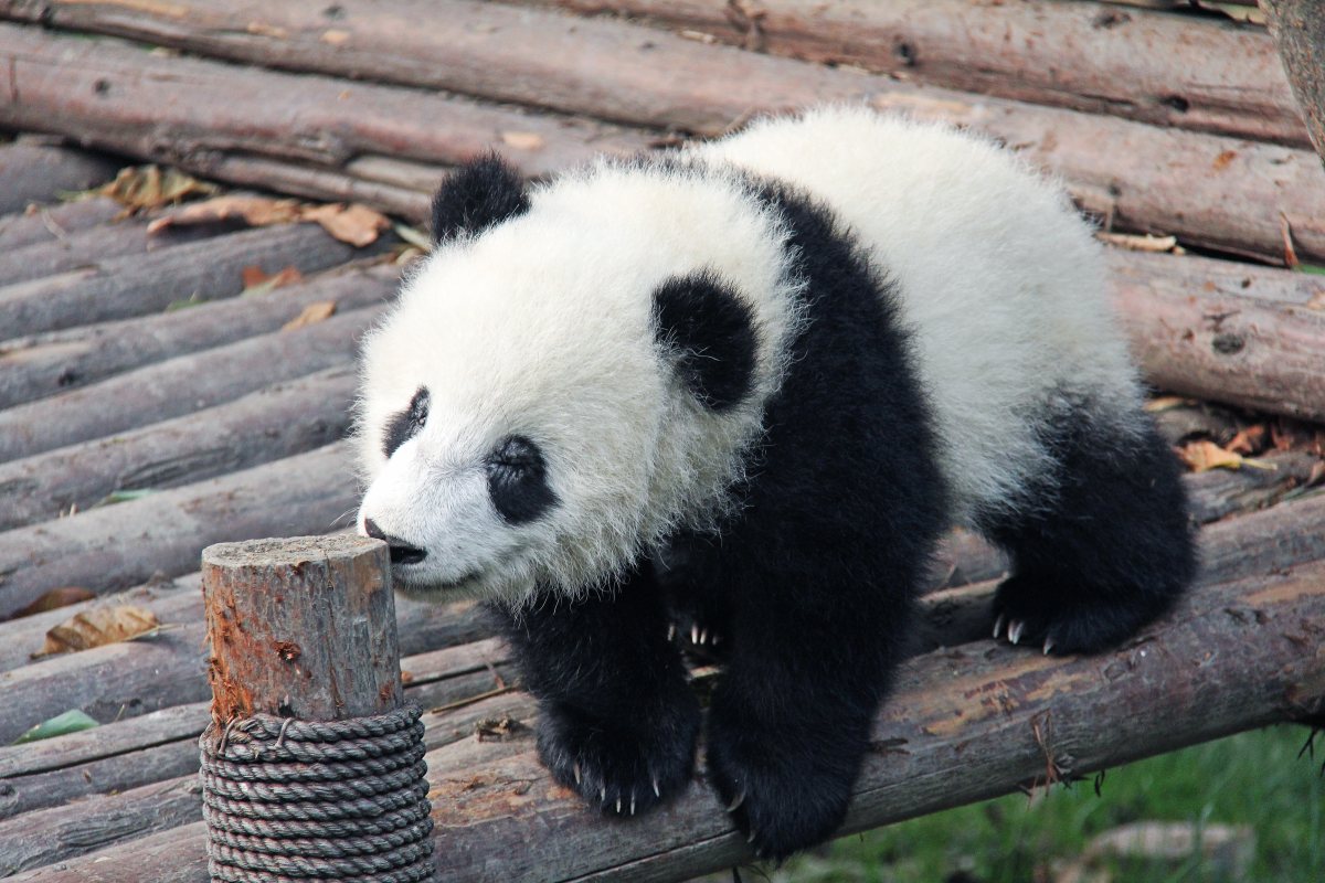 panda-8.jpg