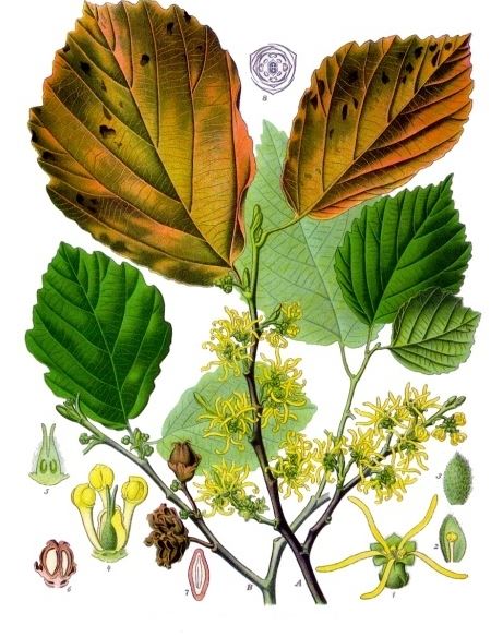 wiki witch hazel 2 diagram.JPG