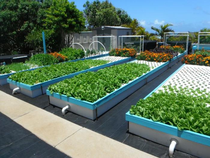 Aquaponics.jpg