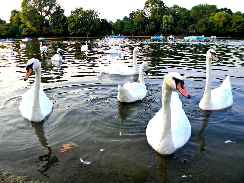 picnicking-in-hyde-park-london-girlinchief-13.jpg