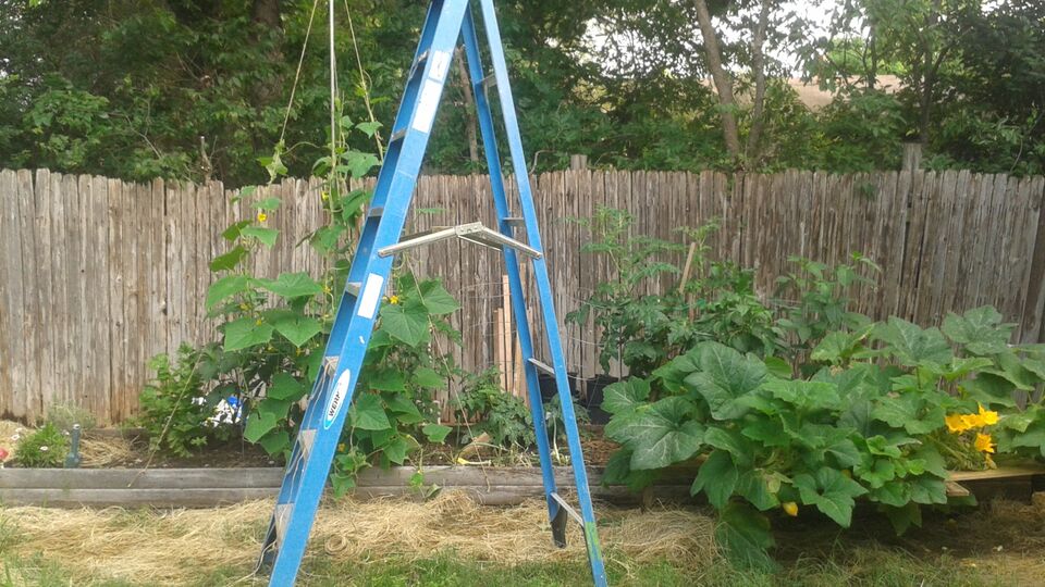 cucumber growing.jpg