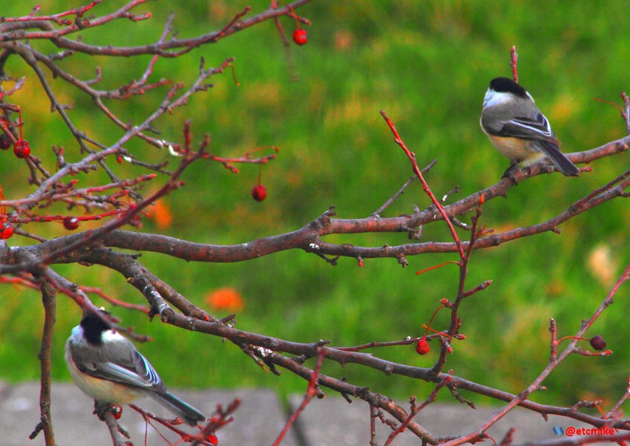 black-capped chickadee PFW21-sa0052.JPG