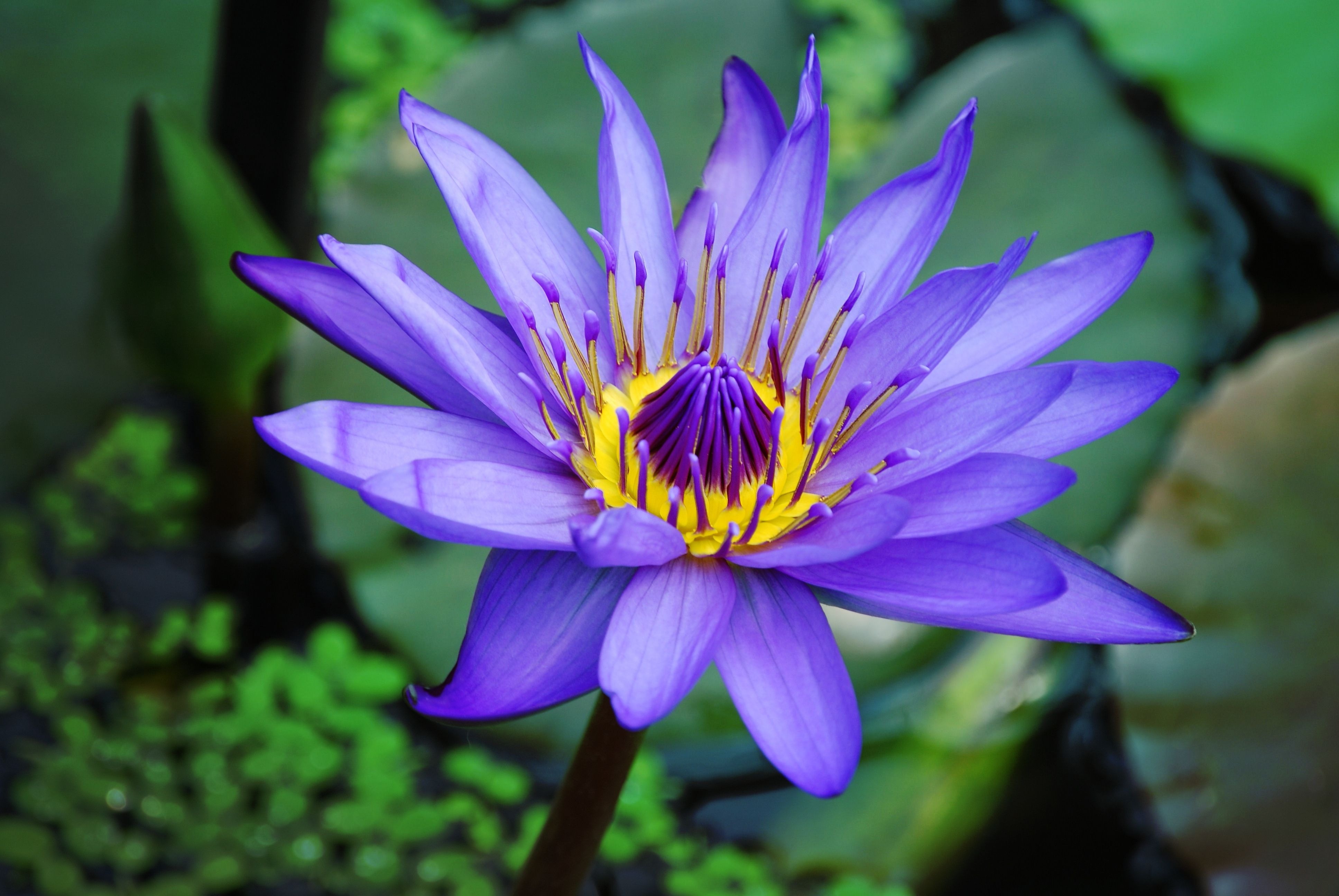 water-lily-flower.jpg