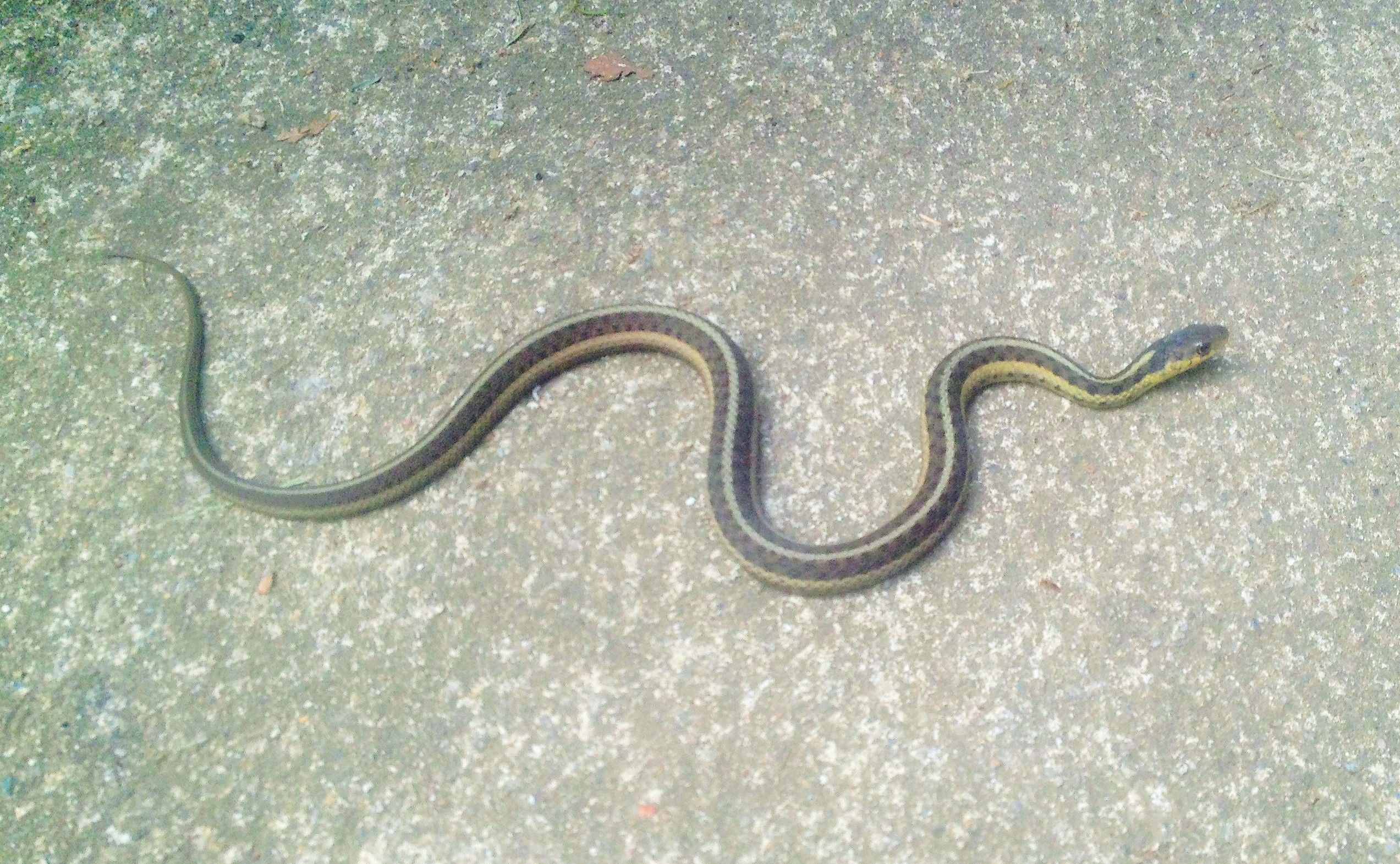 Garter snake Pokagon.jpg