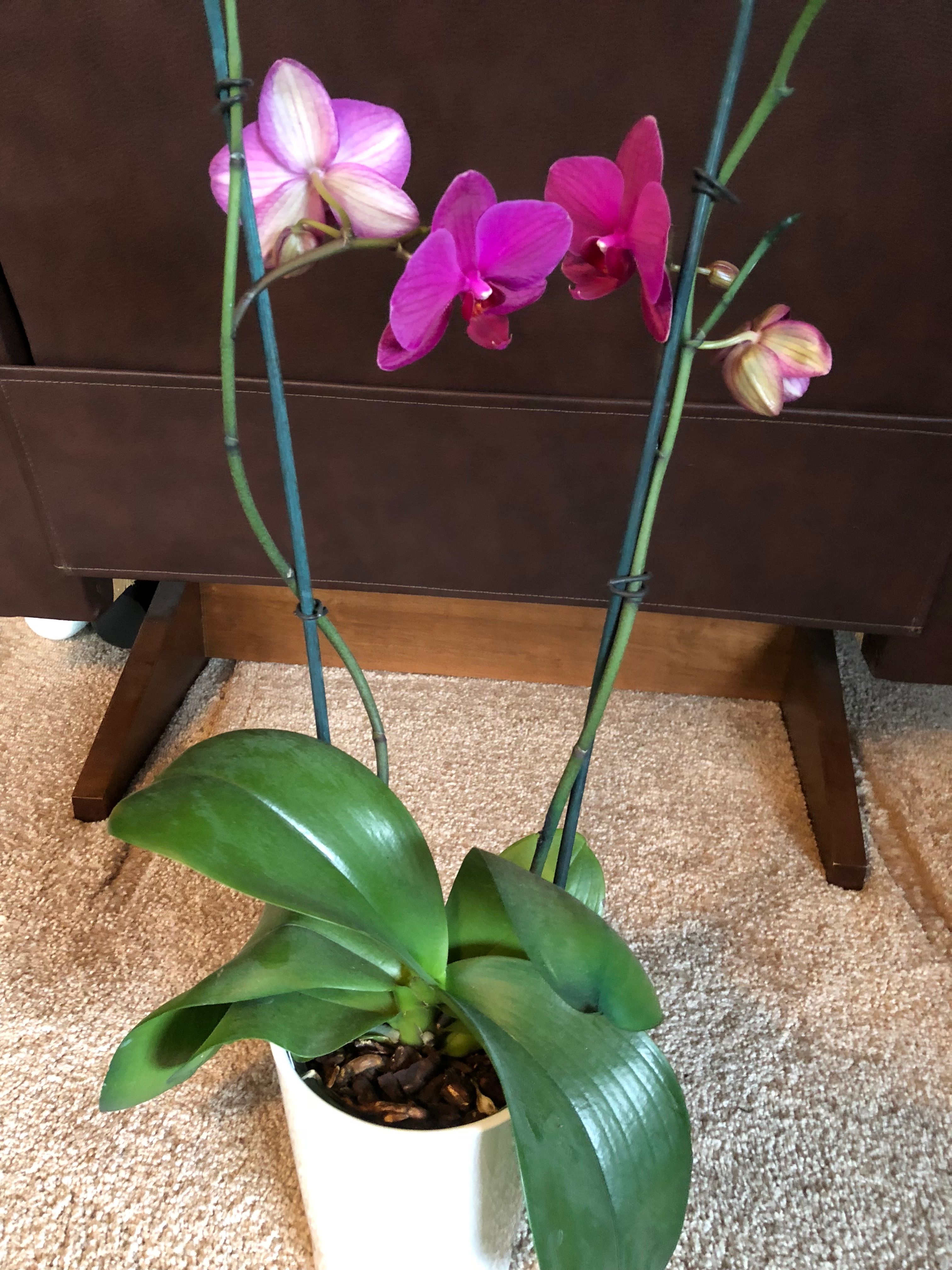orchid.jpg