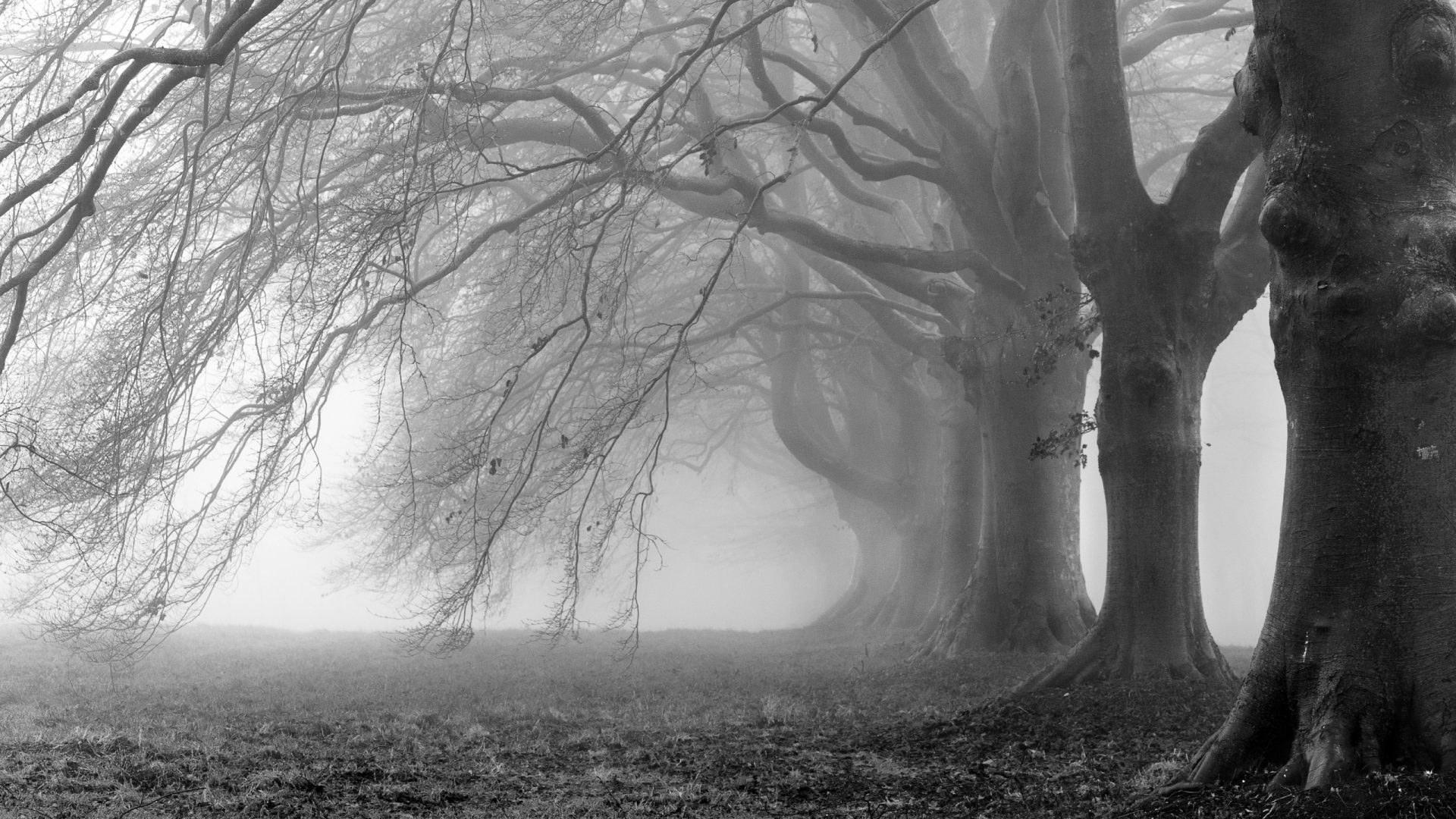 trees-creepy-fog-free-nature-photos-high-resolution-1920x1080.jpg