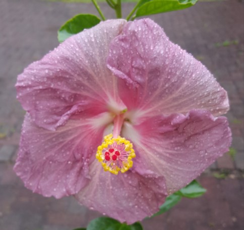 1Hibiscus.jpg