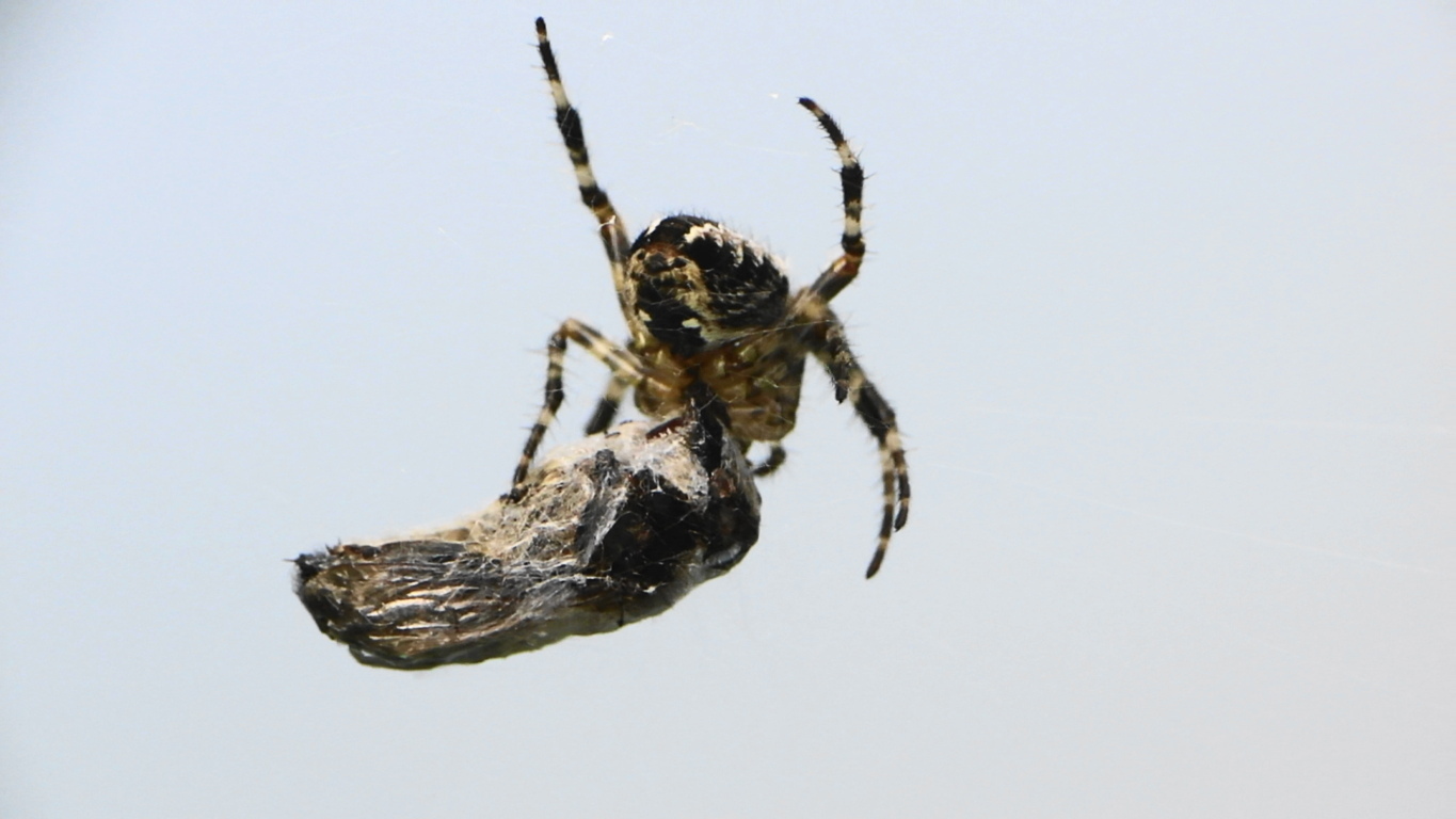 4995976579_bed785490c_o (FILEminimizer).jpg