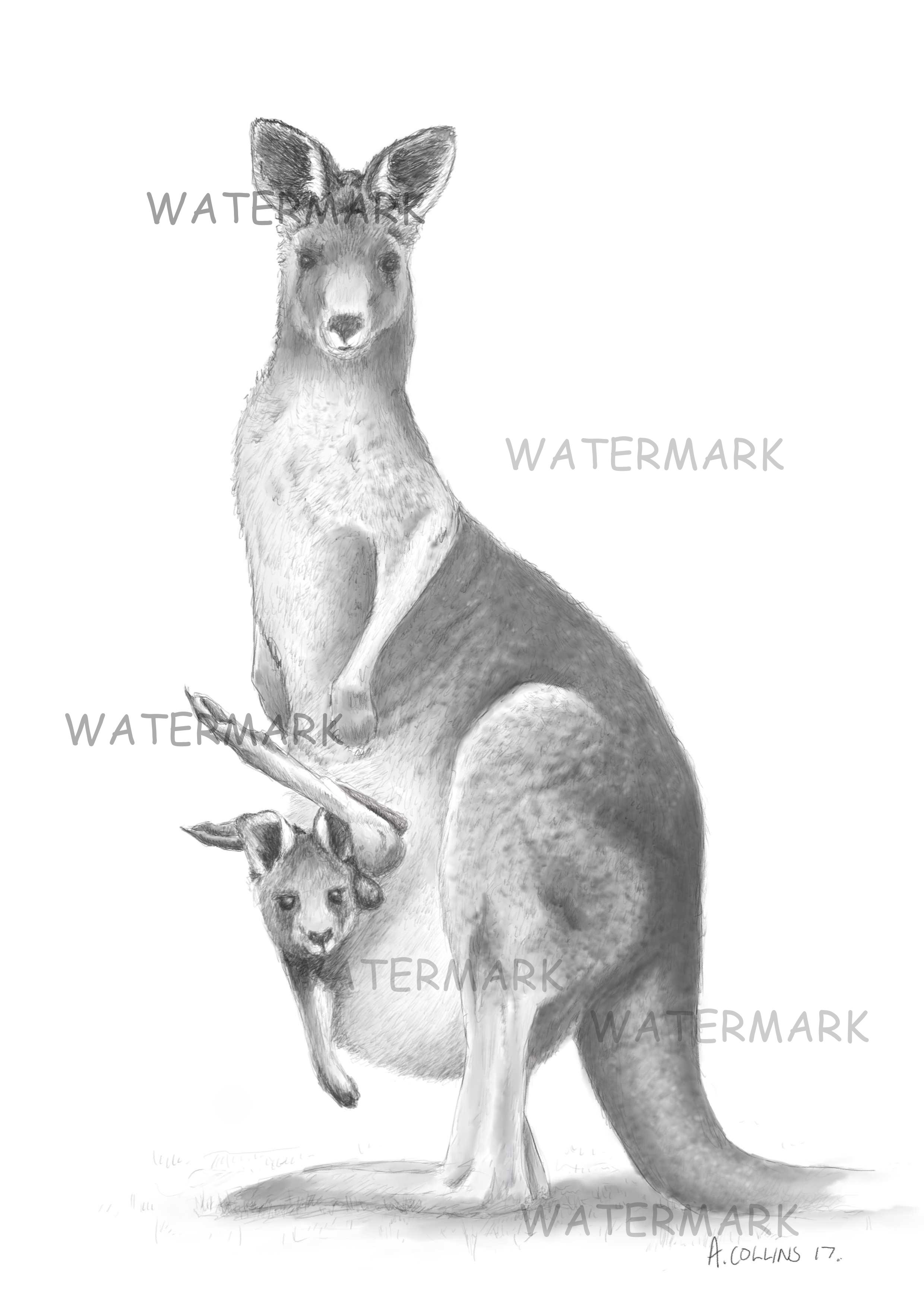 How To Draw A Realistic Kangaroo Step by Step Drawing Guide by JTM93   DragoArt