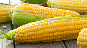 corn 1.jpg