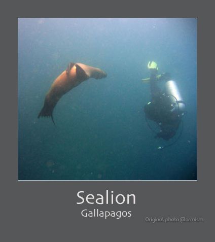 Sealion - square - small.jpg