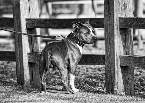 date: 28 mar 2018 beet pulp, pasta, soybean oil, wheat middlings