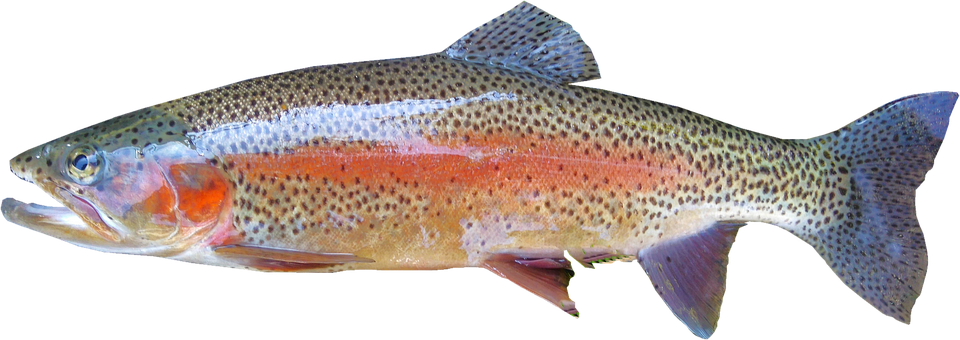Rainbow trout freshwater Clearance