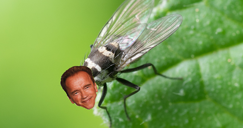 arnold.png