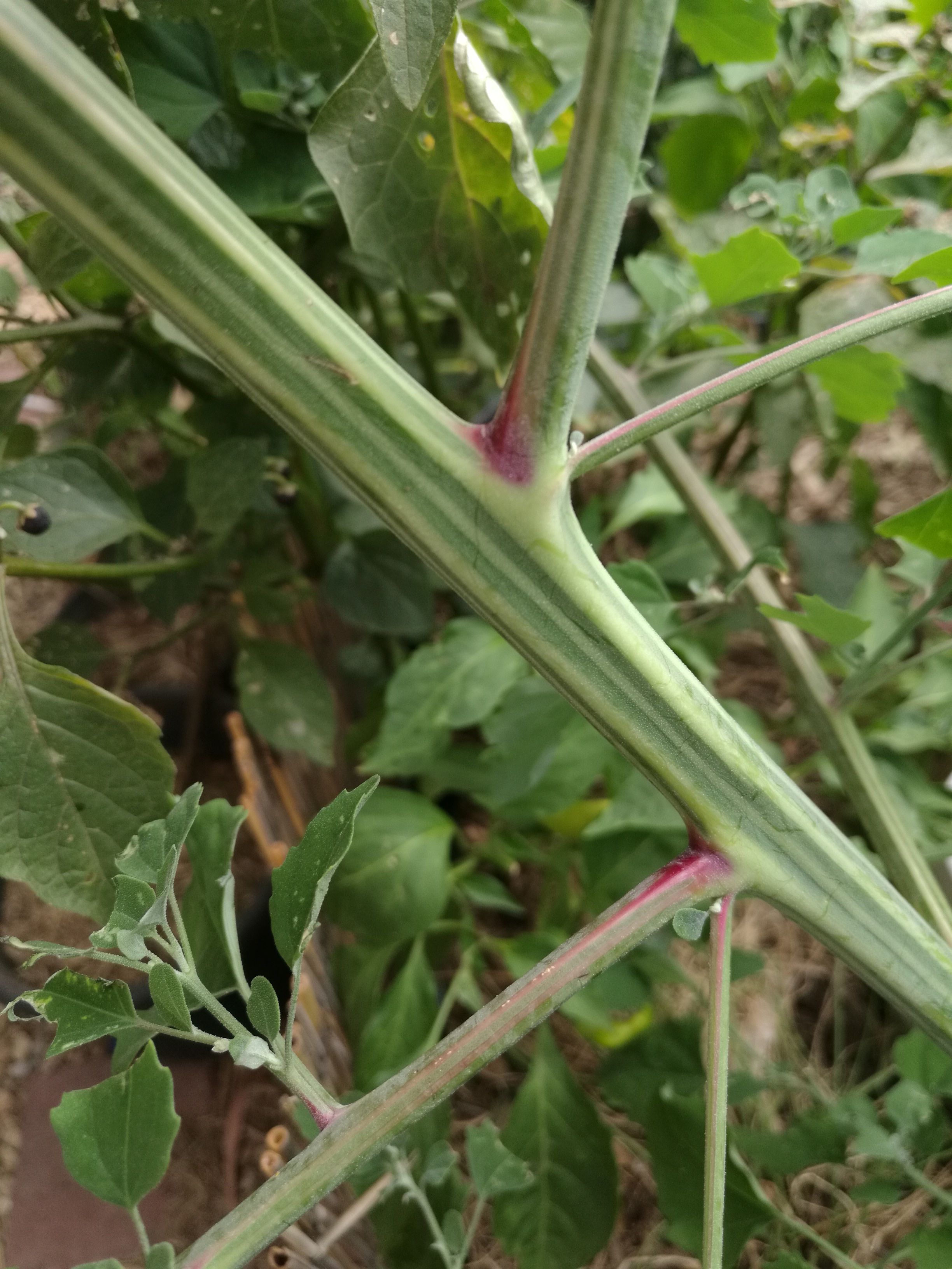 Goosefoot stem.