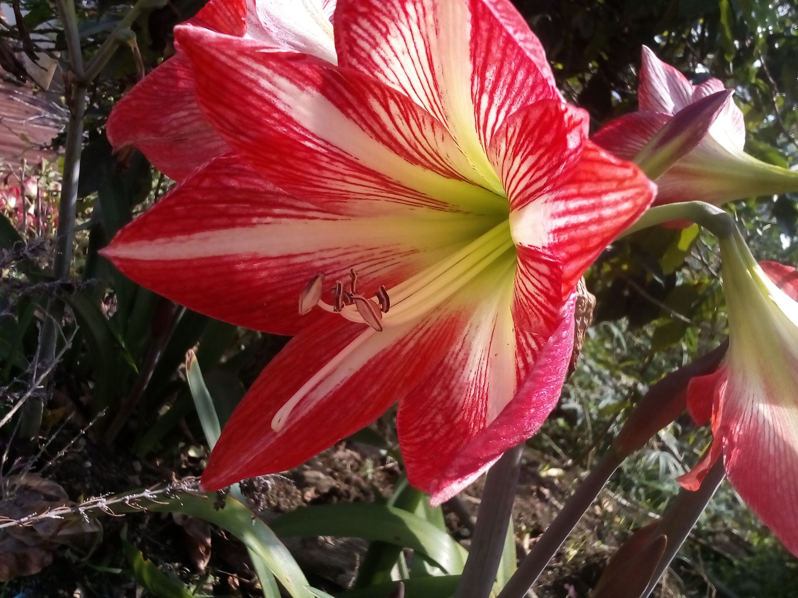 Cuidados para tu jardín/ Flor amarilis — Steemit