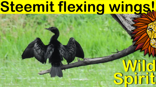 flexing wings.png
