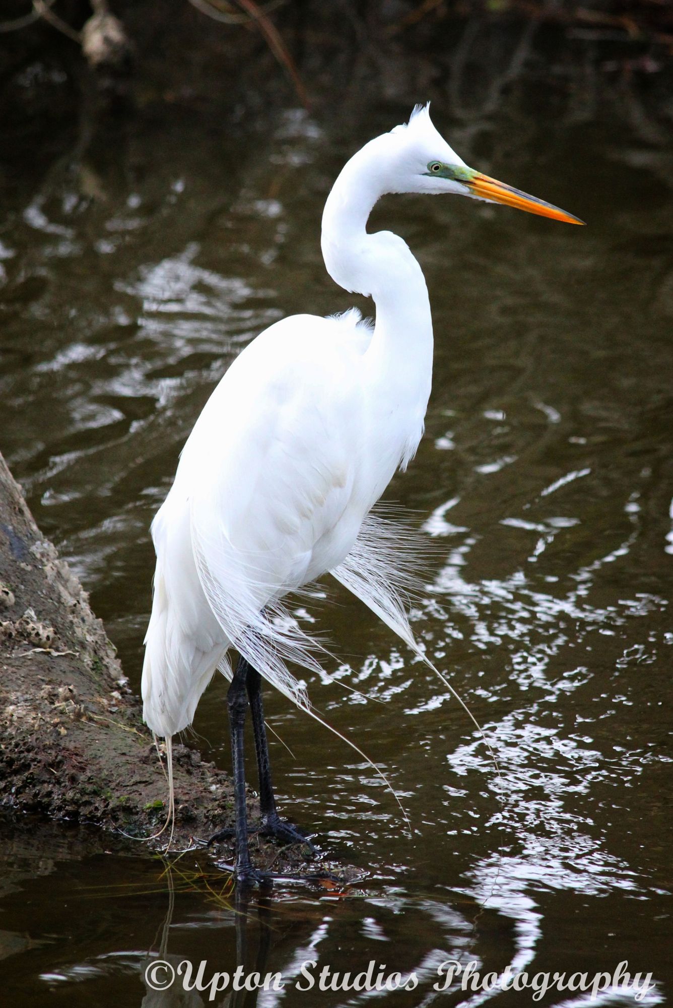 The Snowy Egret A Symbolic Transition — Steemit