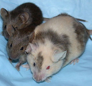 638px-ChimericMouseWithPups-.jpg