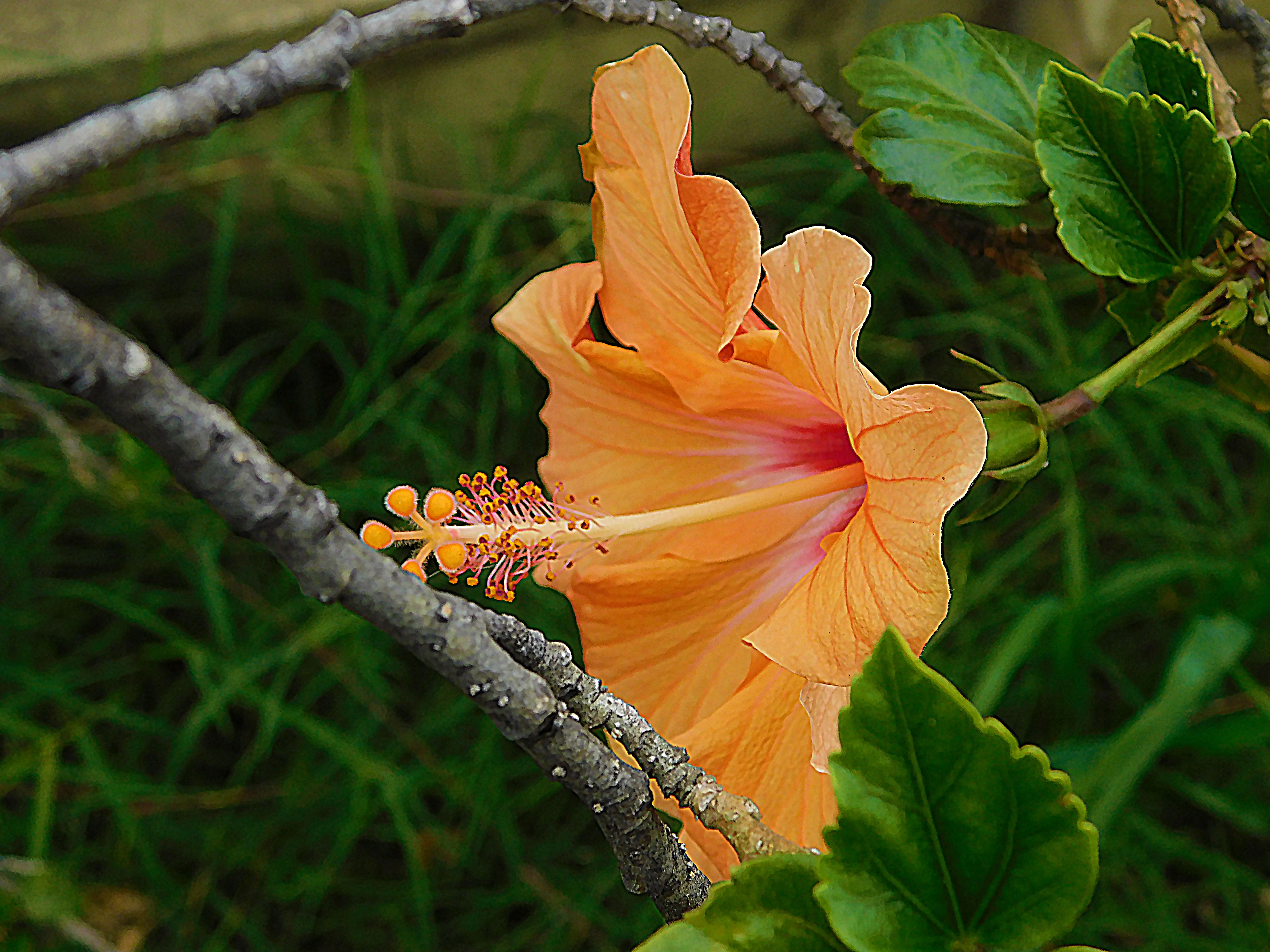 flowers of paradise, nature, photography by jeronimo rubio, all rights reserved, 2018 (190).JPG