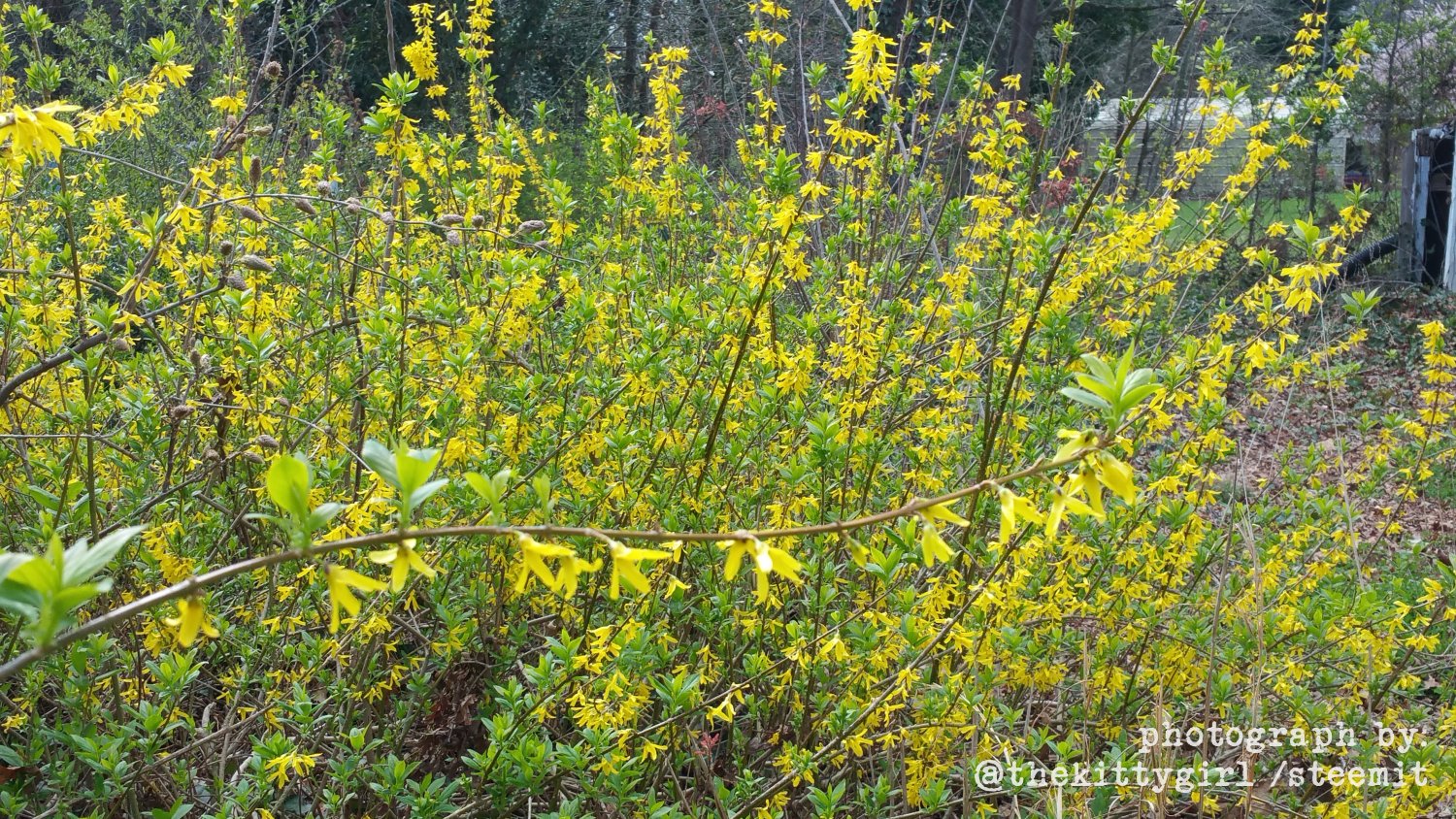 Forsythia-3.jpg