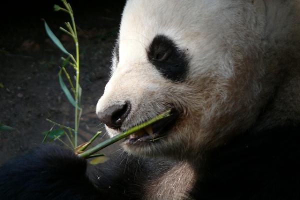 img_10_curiosidades_del_oso_panda_22143_paso_0_600.jpg