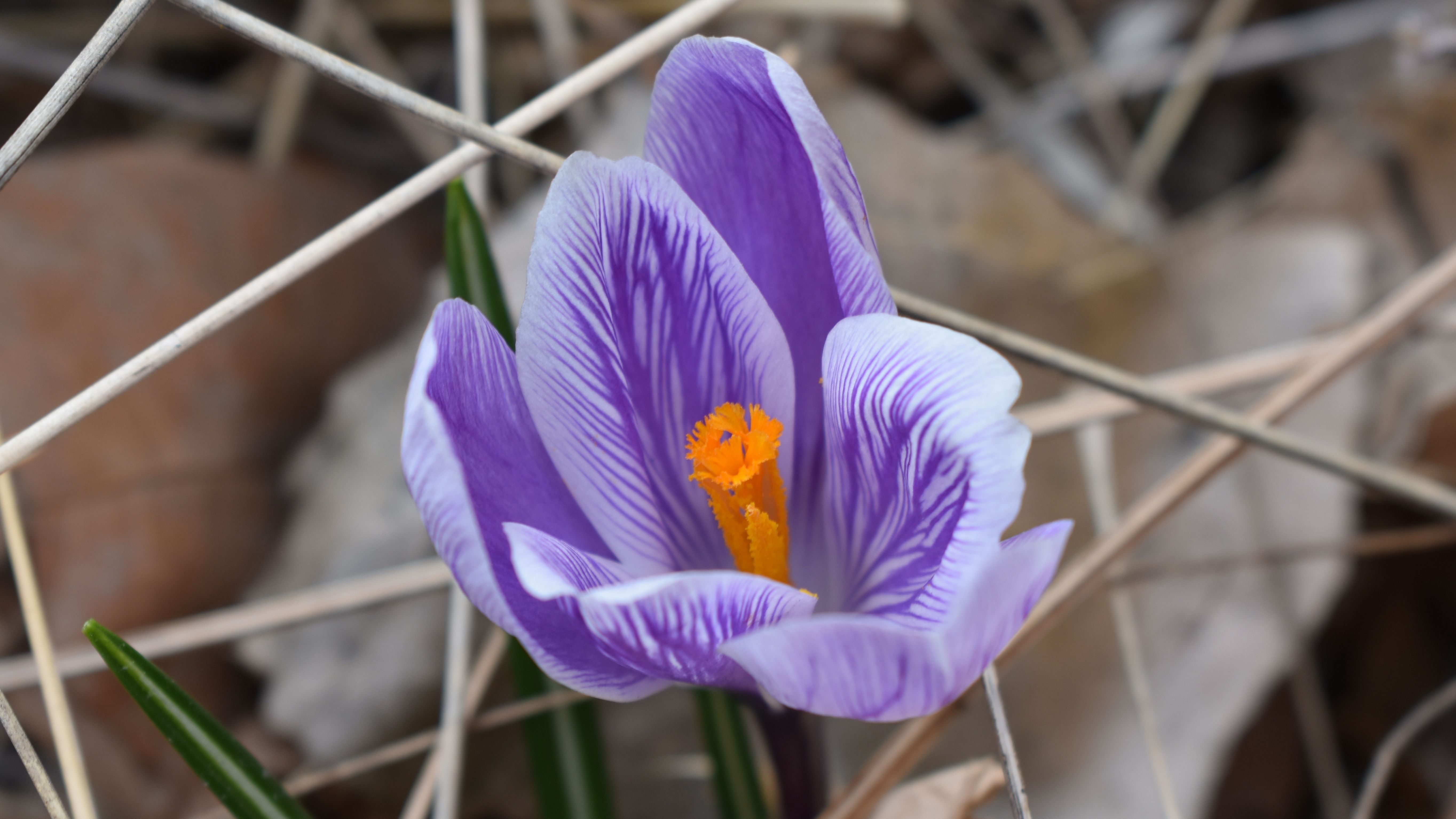 crocus1.jpg