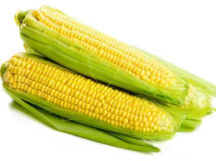 Maize-Corn.jpeg