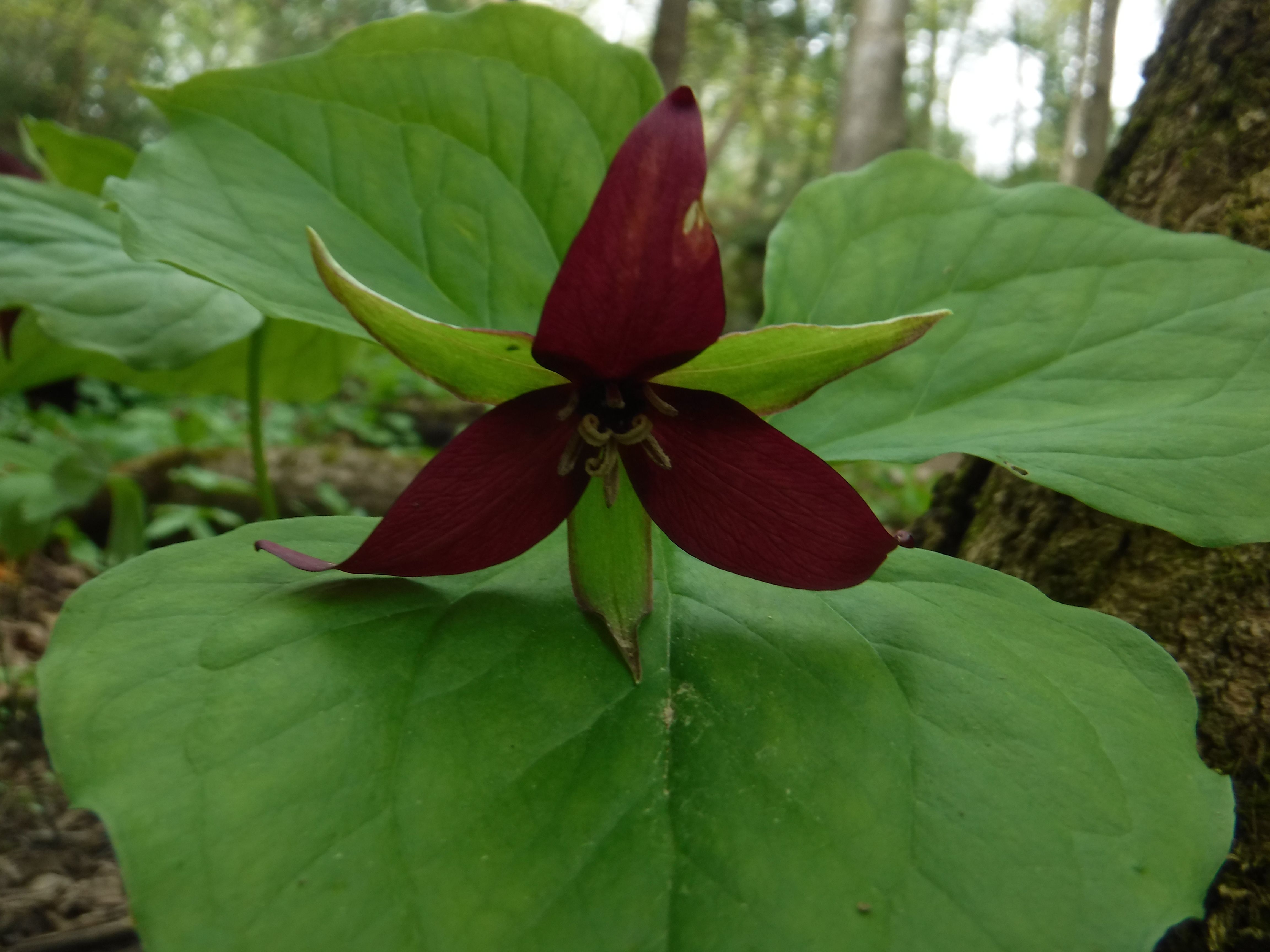 DSCF4176.JPG